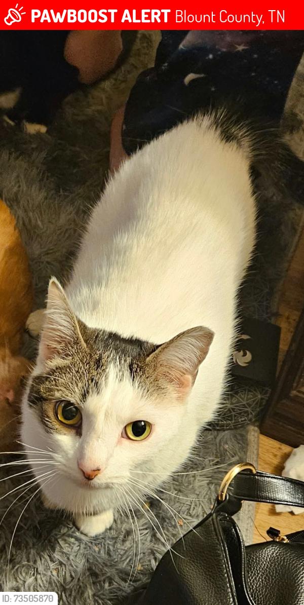 Lost Female Cat last seen Old Niles Ferry rd, Blount County, TN 37801