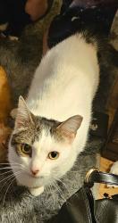 Lost Female Cat last seen Old Niles Ferry rd, Blount County, TN 37801