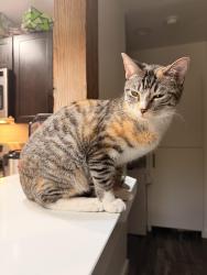 Found/Stray Unknown Cat last seen Palo Verde Rd and 210, Tucson, AZ 85713