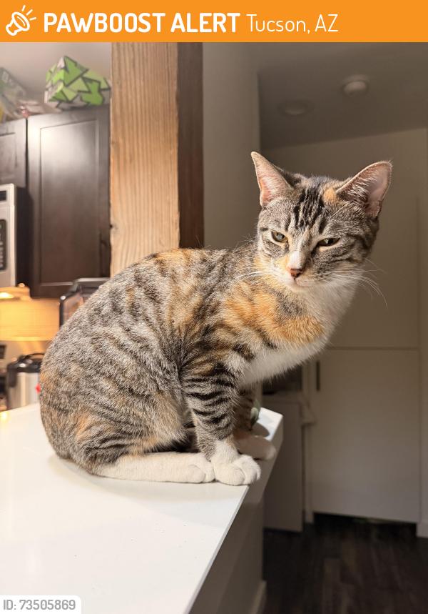 Found/Stray Unknown Cat last seen Palo Verde Rd and 210, Tucson, AZ 85713