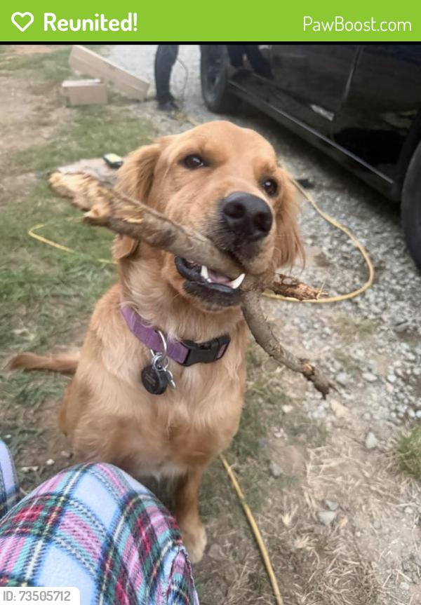 Reunited Female Dog last seen Near Blythe Dr, Thomasville, NC 27360, EE. UU., Thomasville, NC 27360