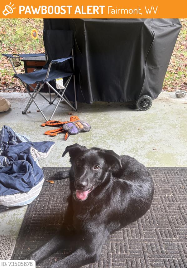 Found/Stray Male Dog last seen Bunners ridge rd, Fairmont, WV 26554