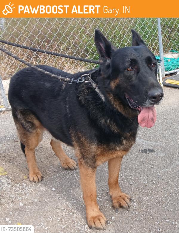 Found/Stray Male Dog last seen Near Melton Road, Gary, IN 46403