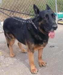 Found/Stray Male Dog last seen Near Melton Road, Gary, IN 46403