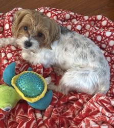 Lost Male Dog last seen Stirling & dykes rd, Davie, FL 33331