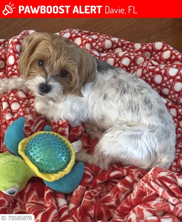 Lost Male Dog last seen Stirling & dykes rd, Davie, FL 33331