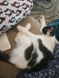 Reunited Female Cat last seen Salem church road, Knoxville, TN 37938