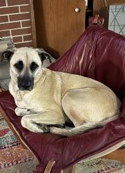 Reunited Female Dog last seen Hempstead Rd and Whitney Way, Madison, WI 53711