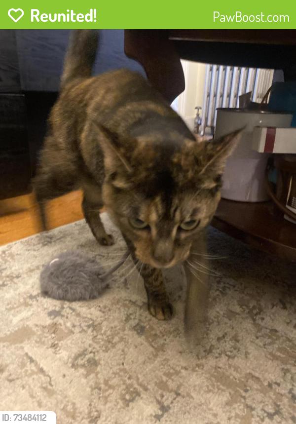 Reunited Female Cat last seen Bowers and mt Vernon st, Lowell, MA 01854
