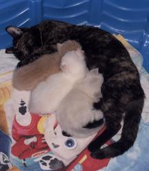 Reunited Female Cat last seen Rosedale Cemetery, Martinsburg, WV 25404