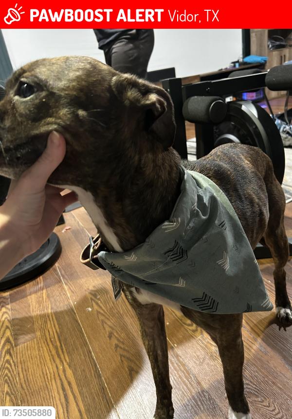 Lost Female Dog last seen Lakeview convenience, store gas station, Vidor, TX 77662