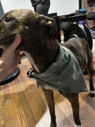 Lost Female Dog last seen Lakeview convenience, store gas station, Vidor, TX 77662