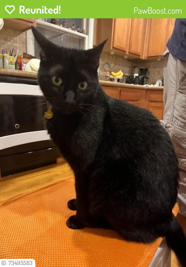 Reunited Female Cat last seen 6th and Kasold, Lawrence, KS, Lawrence, KS 66049