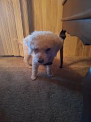 Found/Stray Male Dog last seen Off of ghant street, Sarasota, FL 34233
