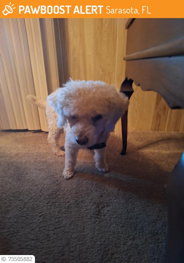 Found/Stray Male Dog last seen Off of ghant street, Sarasota, FL 34233