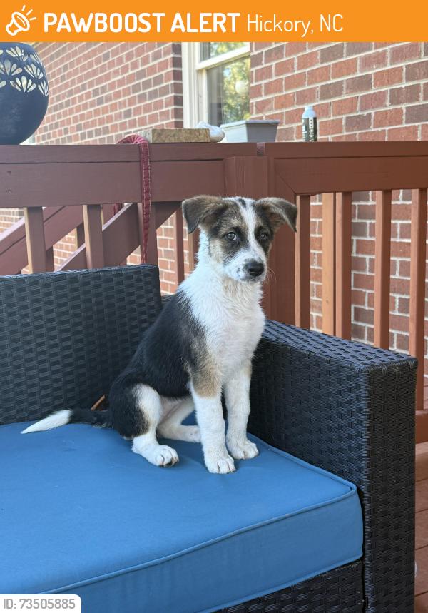 Found/Stray Female Dog last seen Sandy Ford Road and Zion Church Road, Hickory, NC 28658