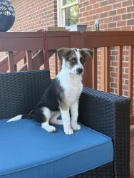 Found/Stray Female Dog last seen Sandy Ford Road and Zion Church Road, Hickory, NC 28658