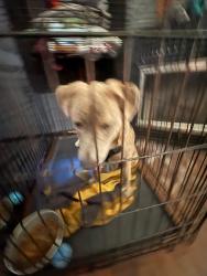 Reunited Male Dog last seen Speedway/City Hall, Jacksonville, NC 28540