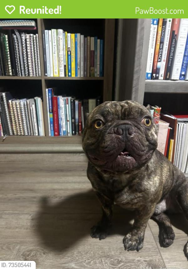 Reunited Male Dog last seen Cape Coral Pkwy and Santa Barbara, Cape Coral, FL 33904