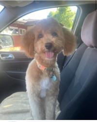 Lost Female Dog last seen 192nd Street and Blackstone Ave, Glenwood, IL 60425