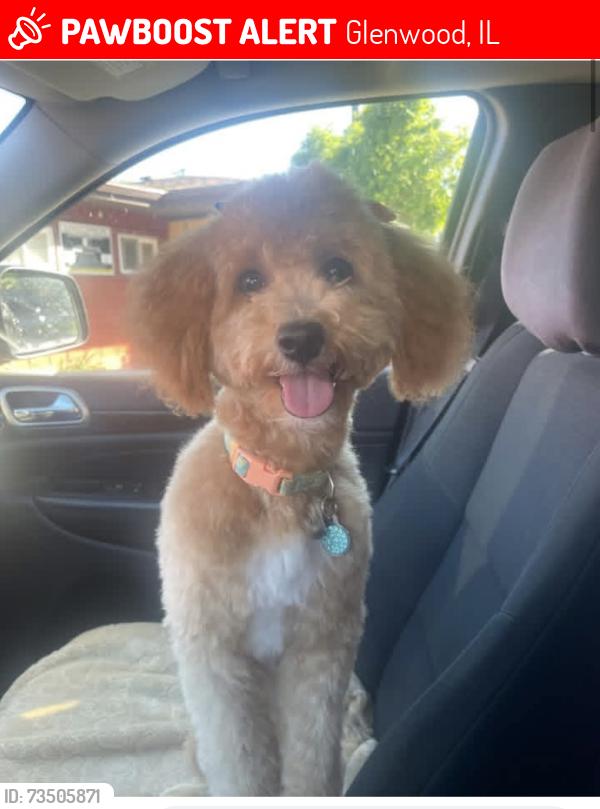 Lost Female Dog last seen 192nd Street and Blackstone Ave, Glenwood, IL 60425