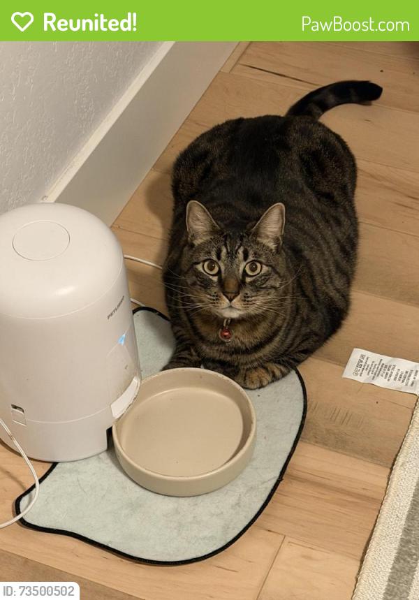 Reunited Male Cat last seen Grovetree Way, Elk Grove, CA 95624
