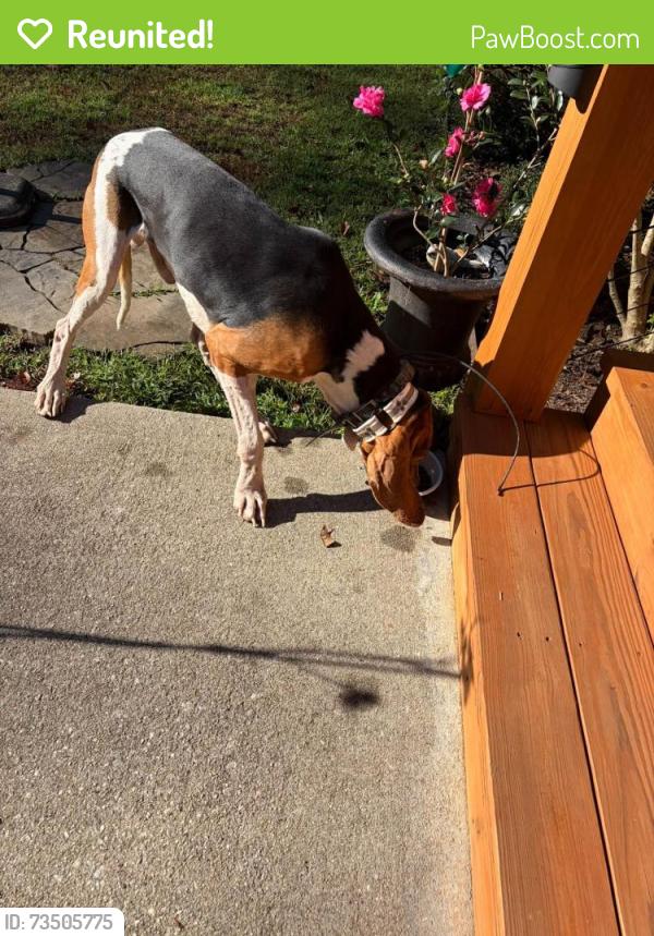 Reunited Male Dog last seen Camellia St at Chickasaw Point, Westminster, SC, Chickasaw Point, SC 29693