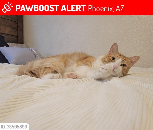 Lost Male Cat last seen El Mirage and Camelback, Phoenix, AZ 85340