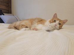 Lost Male Cat last seen El Mirage and Camelback, Phoenix, AZ 85340