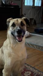 Reunited Male Dog last seen Hempstead Rd and Whitney Way, Madison, WI 53711