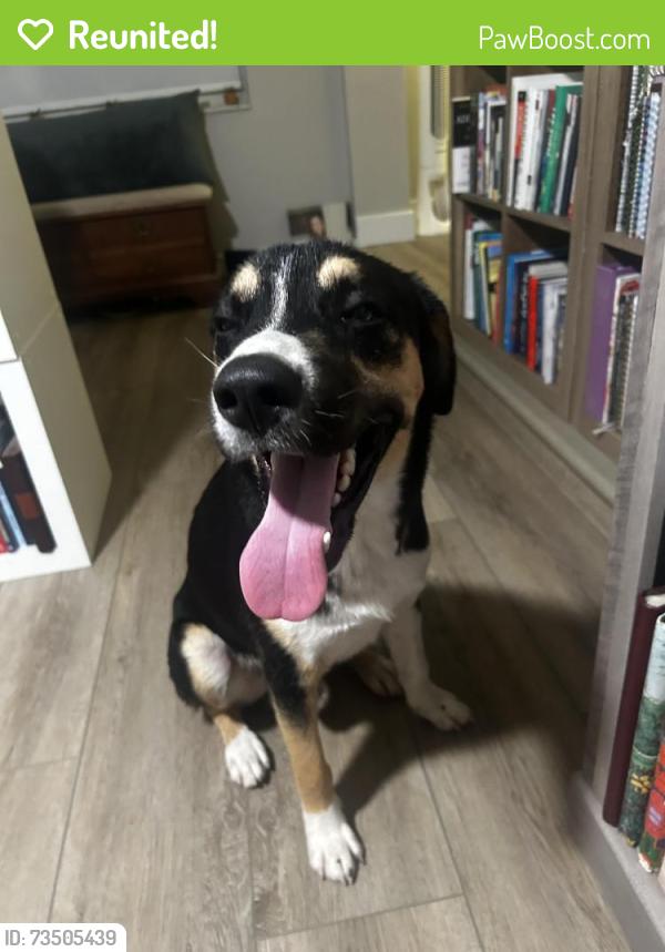 Reunited Male Dog last seen Cape Coral Pkwy and Santa Barbara, Cape Coral, FL 33904