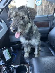 Found/Stray Female Dog last seen 9th and sterling ave, Highland, CA 92410