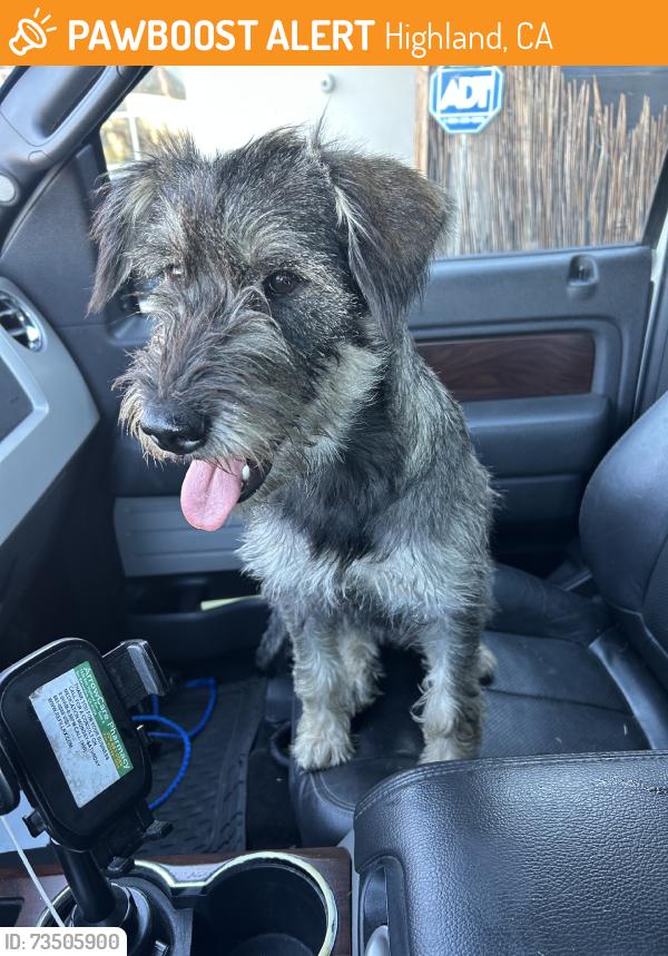 Found/Stray Female Dog last seen 9th and sterling ave, Highland, CA 92410
