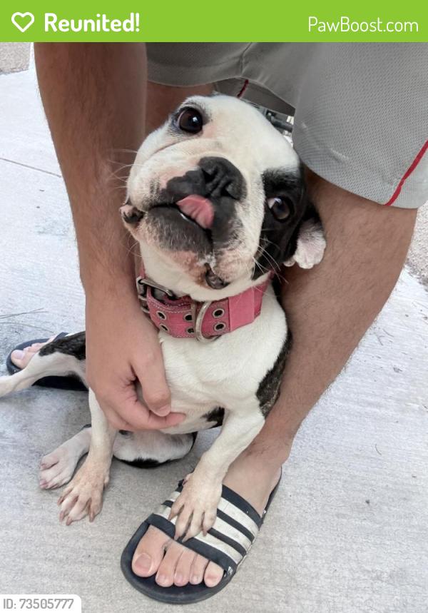 Reunited Female Dog last seen Near Pinetree Rd SE, Rio Rancho, NM 87124, USA, Rio Rancho, NM 87124