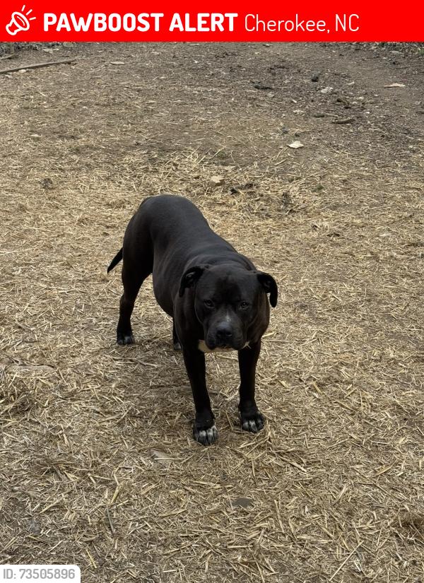 Lost Male Dog last seen Wize Guyz, Firehouse Subs, Rice Wagon, Cherokee, NC 28719