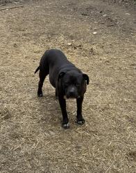 Lost Male Dog last seen Wize Guyz, Firehouse Subs, Rice Wagon, Cherokee, NC 28719