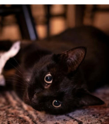 Reunited Male Cat last seen 11th street, Oakland, CA 94607