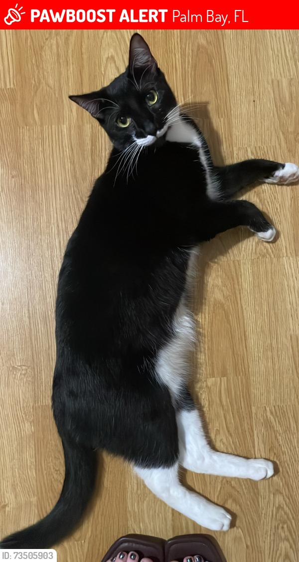 Lost Male Cat last seen pace dr nw, Palm Bay, FL 32907