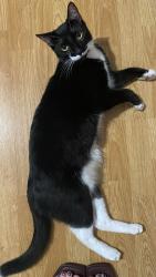 Lost Male Cat last seen pace dr nw, Palm Bay, FL 32907