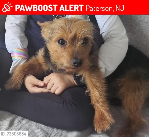 Lost Male Dog last seen East 17th and east 42nd st Paterson nj 07504, Paterson, NJ 07504