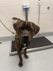 Shelter Stray Male Dog last seen Near, 5001 E Raymond St, Indianapolis, IN 46203, USA