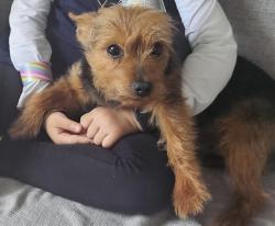 Lost Male Dog last seen East 17th and east 42nd st Paterson nj 07504, Paterson, NJ 07504