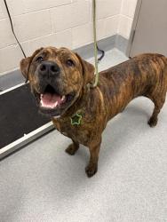 Shelter Stray Female Dog last seen Near, 5001 E Raymond St, Indianapolis, IN 46203, USA