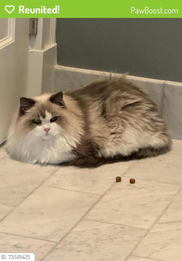 Reunited Female Cat last seen Near Kenwood Ave Newton, Newton, MA 02459
