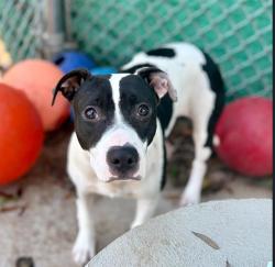 Shelter Stray Female Dog last seen CHARLOTTE, 8315 Byrum Dr, Charlotte, NC 28217, USA