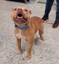 Shelter Stray Male Dog last seen Near BLOCK E 8 MILE RD, DETROIT, MI 48203, 1431 E Ferry St, Detroit, MI 48211, USA
