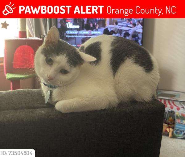 Lost Female Cat last seen Watkins Farm Rd & New Sharon Church Rd, Hillsborough, NC 27278