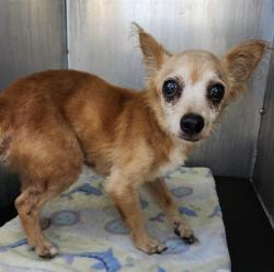 Shelter Stray Female Dog last seen Near BLOCK WILDWOOD, 4710 TX-151, San Antonio, TX 78227, USA