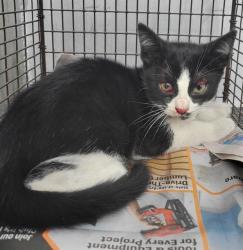 Shelter Stray Male Cat last seen Near BLOCK LAUREATE DR, BLDG. 6, 4710 TX-151, San Antonio, TX 78227, USA