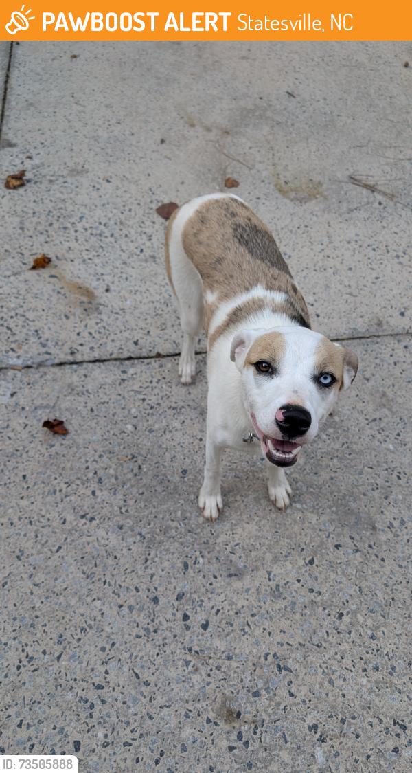 Found/Stray Female Dog last seen Southern end of Lewis Ferry Road, Statesville, NC 28677